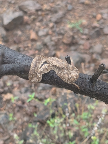 Egyptian Saw-scaled Viper