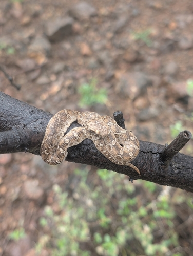 Egyptian Saw-scaled Viper