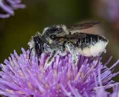 Megachile relativa