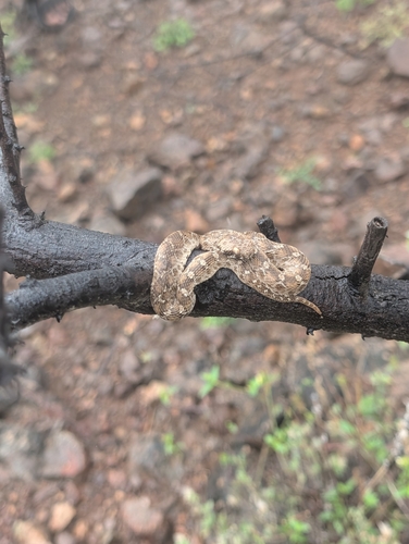 Egyptian Saw-scaled Viper