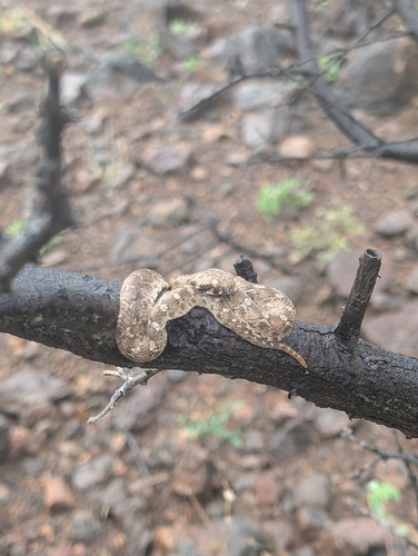 Egyptian Saw-scaled Viper