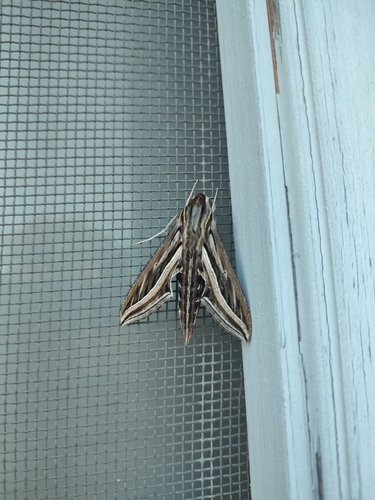 Hippotion celerio