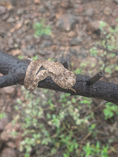 Egyptian Saw-scaled Viper