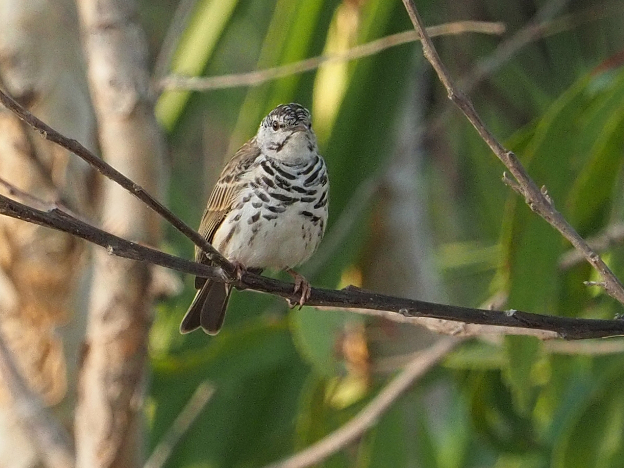 Bar-breasted Honeyeater (Ramsayornis fasciatus), photo 9