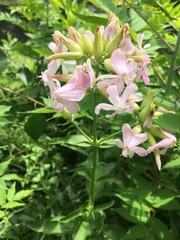 Saponaria officinalis
