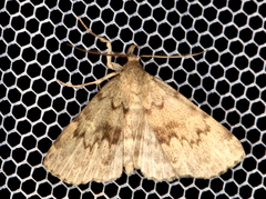 Idia denticulalis