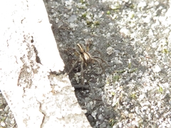 Artoriopsis