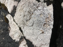 Coccotrema maritimum