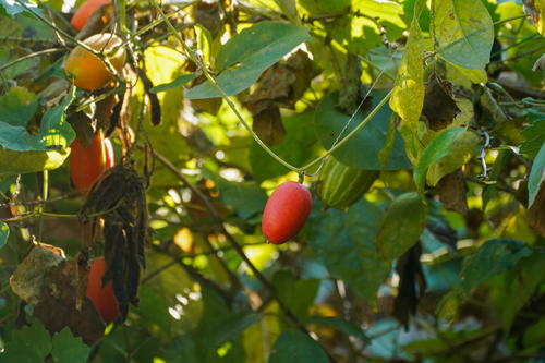 Image of Japanese Snake Gourd (Trichosanthes cucumeroides) by (c) WATANABE Hitoshi 渡辺仁, some rights reserved (CC BY)