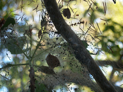 Malacosoma californica
