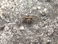 Artoriopsis