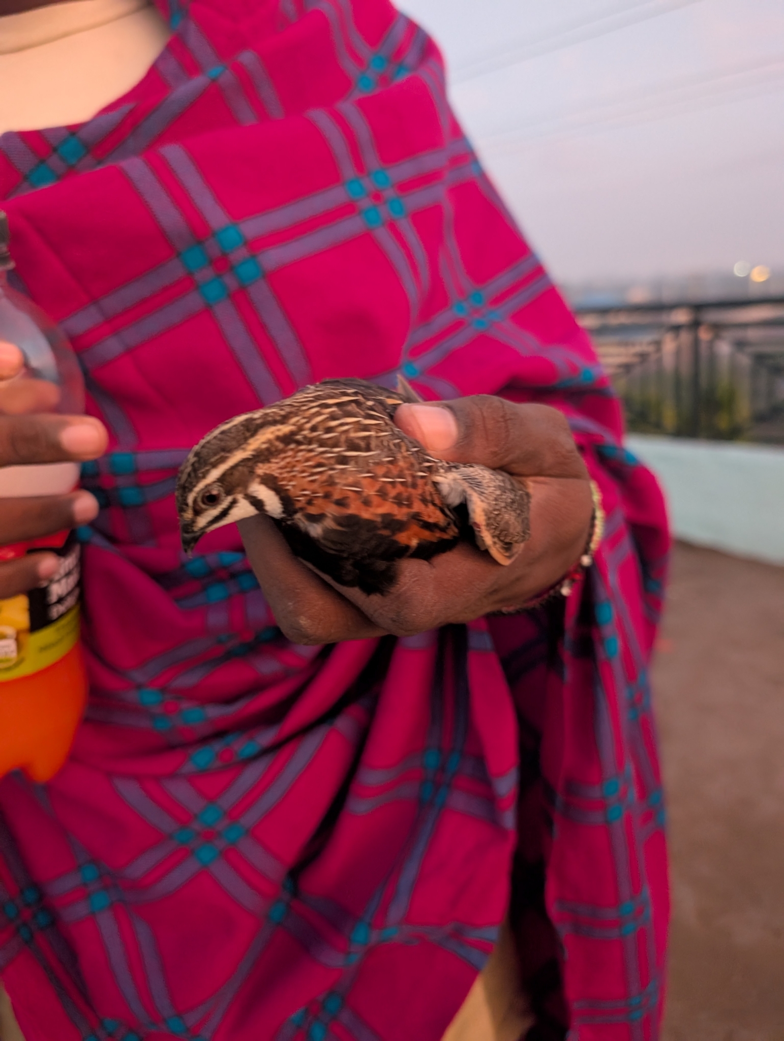 Harlequin Quail (Coturnix delegorguei), photo 10