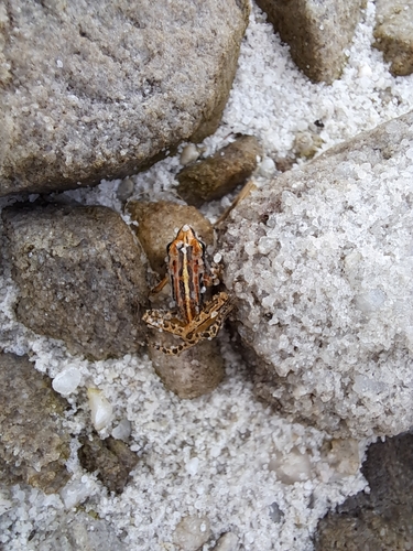 Banded Sand Frog, Strongylopus bonaespei