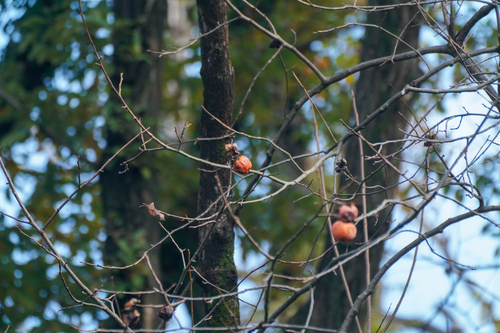 Image of Diospyros kaki by (c) WATANABE Hitoshi 渡辺仁, some rights reserved (CC BY)