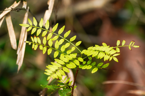 Zanthoxylum piperitum: Herkunft und Verwendung — foto 5