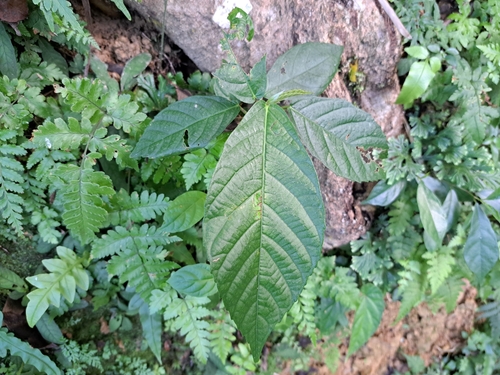 Image of Ficus benguetensis by (c) vrxz, some rights reserved (CC BY-SA)