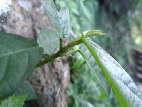 Image of Ficus benguetensis by (c) vrxz, some rights reserved (CC BY-SA)