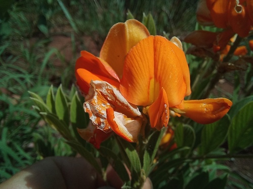 Tephrosia hockii