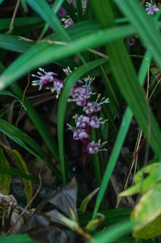 Image of Reineckea carnea by (c) WATANABE Hitoshi 渡辺仁, some rights reserved (CC BY)