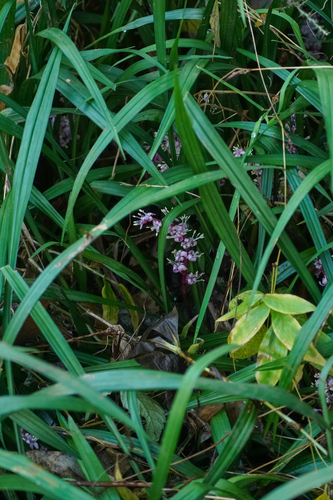 Image of Reineckea carnea by (c) WATANABE Hitoshi 渡辺仁, some rights reserved (CC BY)