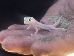 Pachydactylus rangei