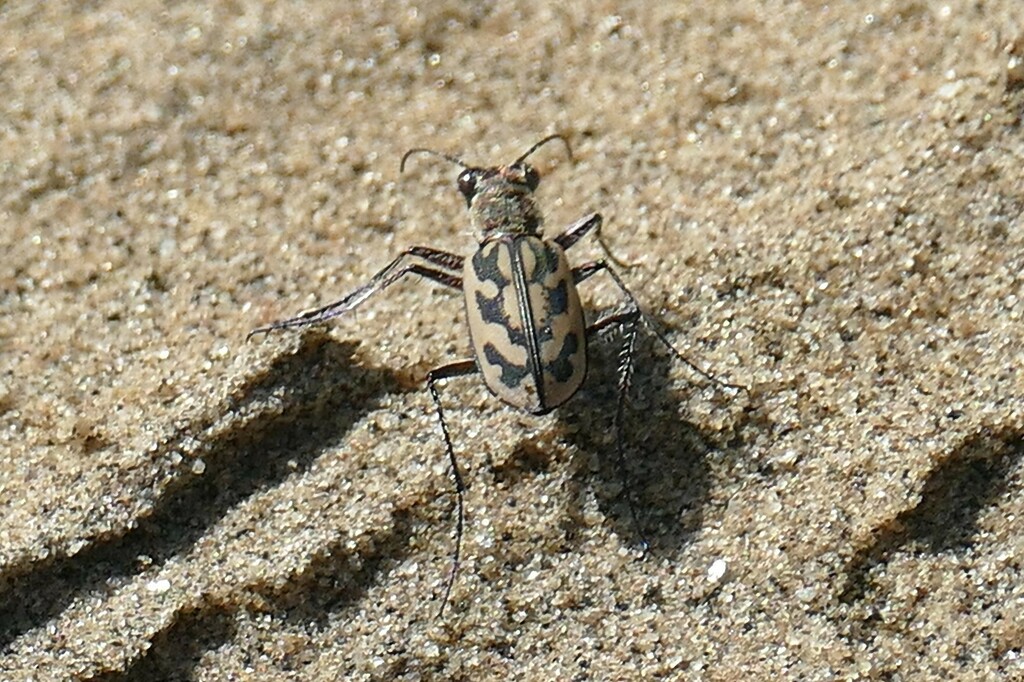 Lophyra damara