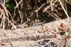 Trachylepis