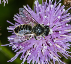 Megachile relativa