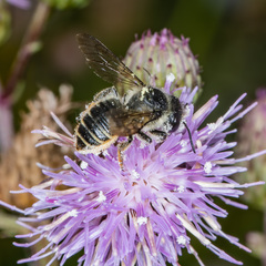 Megachile relativa