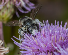 Megachile relativa