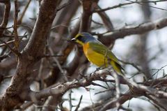 Telophorus sulfureopectus