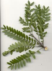 Gleditsia triacanthos