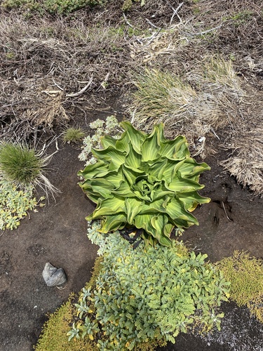 Kerguelen Cabbage (Pringlea antiscorbutica)