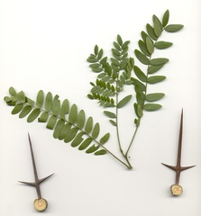 Gleditsia triacanthos