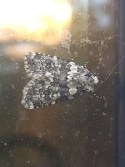 Bryophila domestica