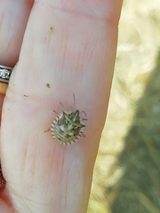 Ancyrosoma leucogrammes