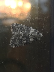Bryophila domestica
