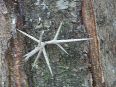Gleditsia triacanthos