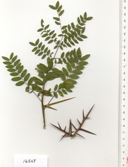 Gleditsia triacanthos