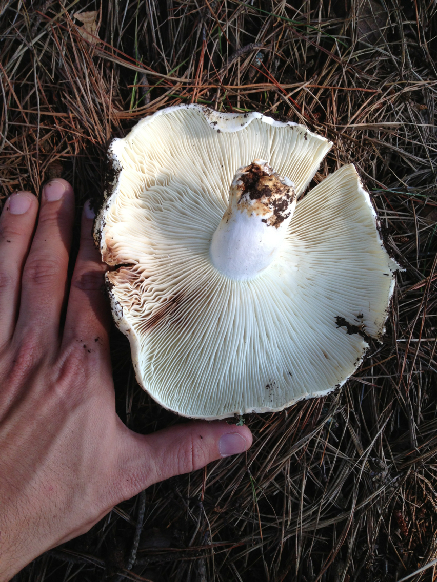 Russula brevipes image