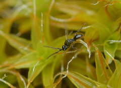 Diapriinae