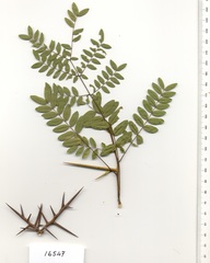 Gleditsia triacanthos