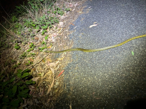 Diamond Python sighting