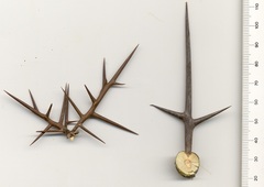 Gleditsia triacanthos