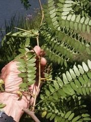 Gleditsia triacanthos
