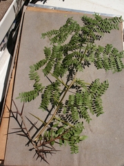 Gleditsia triacanthos