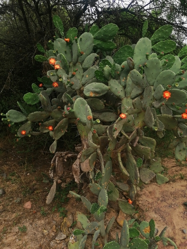 Image of Opuntia quimilo by (c) aacocucci, some rights reserved (CC BY)