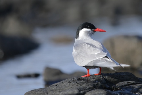 Kerguelen Tern (Sterna virgata)