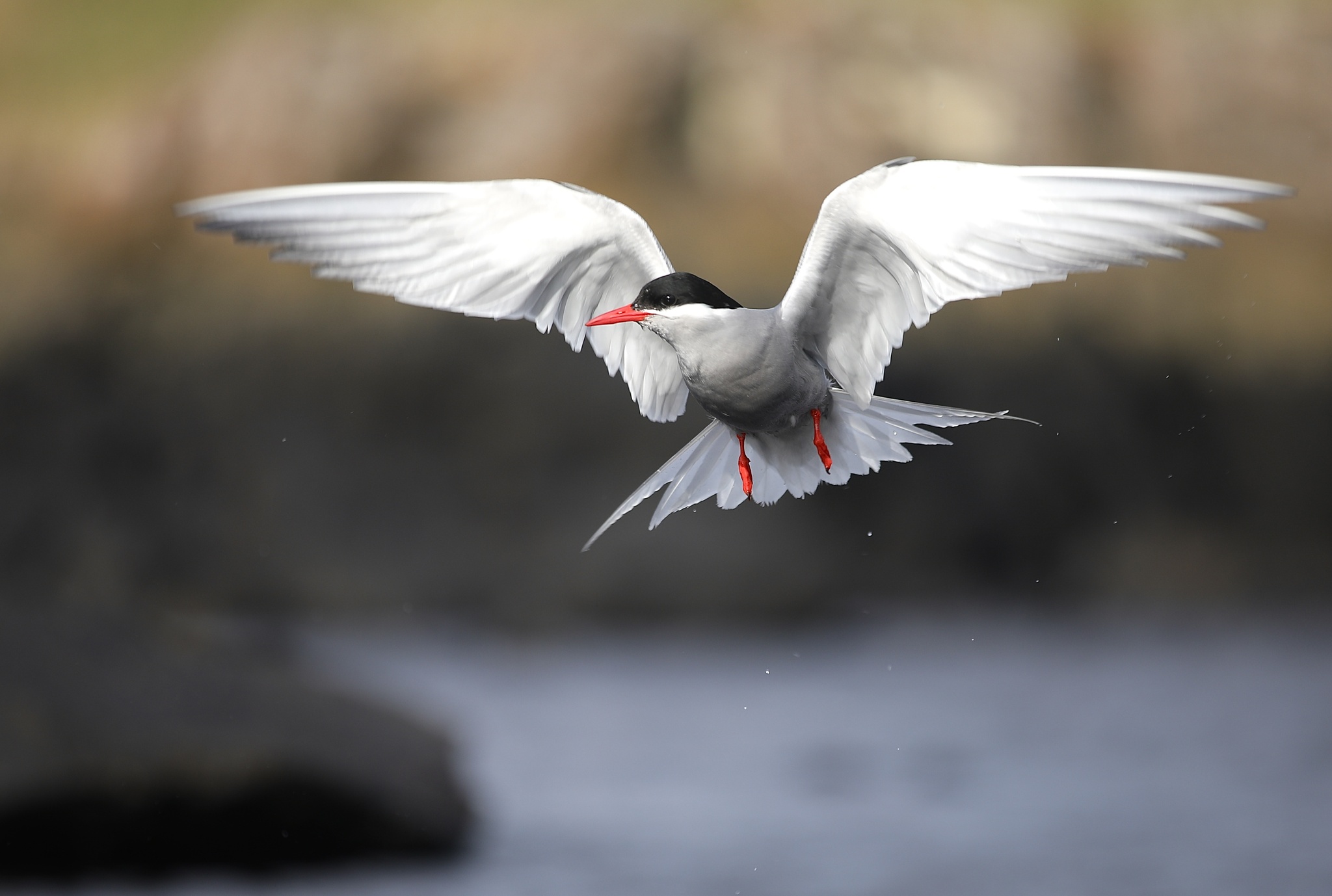 Kerguelen Tern (Sterna virgata), photo 2