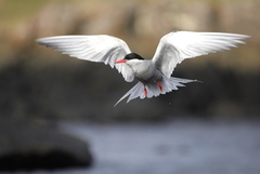Kerguelen Tern photo 2